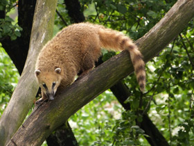Смотреть фото Обыкновенная носуха Фото Обыкновенная носуха