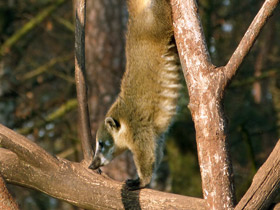 Смотреть фото Обыкновенная носуха Фото Обыкновенная носуха