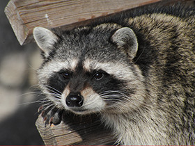 Енот-полоскун