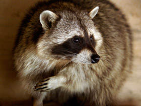 Смотреть фото Енот-полоскун Фото Енот-полоскун