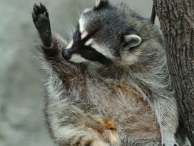 Смотреть фото Енот-полоскун Фото Енот-полоскун