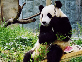 Смотреть фото Большая панда (Бамбуковый медведь) Фото Большая панда (Бамбуковый медведь)