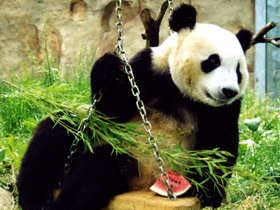 Смотреть фото Большая панда (Бамбуковый медведь) Фото Большая панда (Бамбуковый медведь)