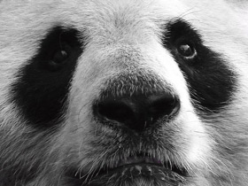 Смотреть фото Большая панда (Бамбуковый медведь) Фото Большая панда (Бамбуковый медведь)