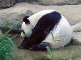 Смотреть фото Большая панда (Бамбуковый медведь) Фото Большая панда (Бамбуковый медведь)