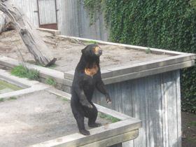 Смотреть фото Малайский медведь Фото Малайский медведь