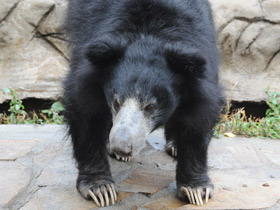 Смотреть фото Губач Фото Губач