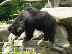 Смотреть фото Губач Фото Губач