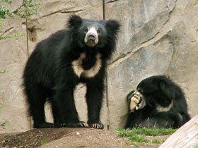 Смотреть фото Губач Фото Губач