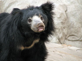 Смотреть фото Губач Фото Губач