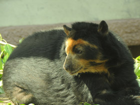 Очковый медведь Очковый медведь