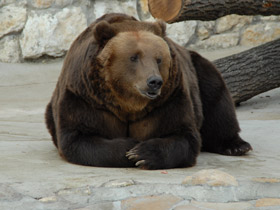 Бурый медведь Бурый медведь