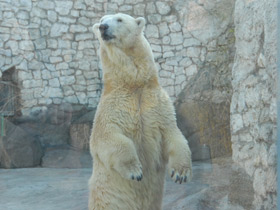 Смотреть фото Белый медведь Фото Белый медведь