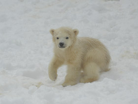 Смотреть фото Белый медведь Фото Белый медведь