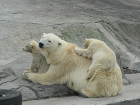 Смотреть фото Белый медведь Фото Белый медведь