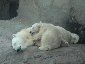 Смотреть фото Белый медведь Фото Белый медведь