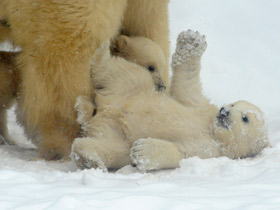 Смотреть фото Белый медведь Фото Белый медведь