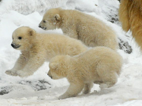 Смотреть фото Белый медведь Фото Белый медведь