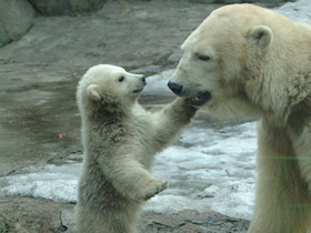 Смотреть фото Белый медведь Фото Белый медведь