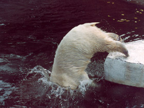 Смотреть фото Белый медведь Фото Белый медведь