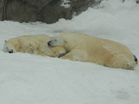 Смотреть фото Белый медведь Фото Белый медведь