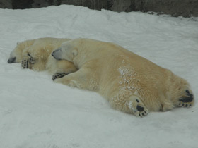 Смотреть фото Белый медведь Фото Белый медведь
