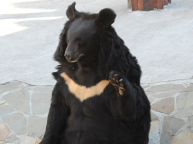 Гималайский медведь Гималайский медведь