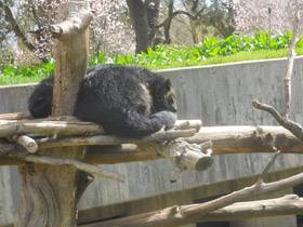 Смотреть фото Бинтуронг Фото Бинтуронг