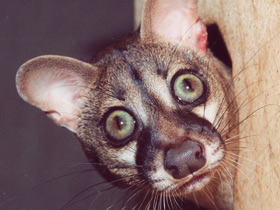 Обыкновенная генета Обыкновенная генета