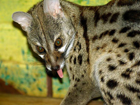 Фото Генета