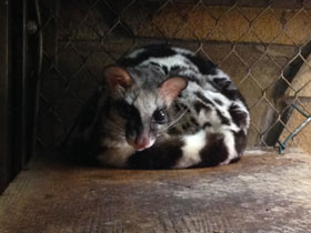 Смотреть фото Полосатый линсанг Фото Полосатый линсанг