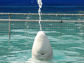 Смотреть фото Белуха Фото Белуха