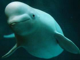 Смотреть фото Белуха Фото Белуха