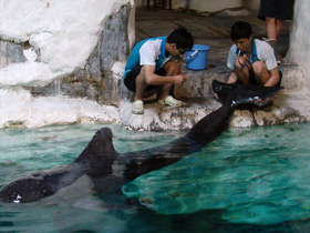 Смотреть фото Обыкновенная гринда Фото Обыкновенная гринда