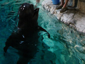 Смотреть фото Обыкновенная гринда Фото Обыкновенная гринда