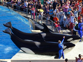 Смотреть фото Косатка Фото Косатка