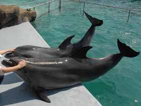 Смотреть фото Афалина Фото Афалина