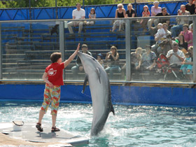 Смотреть фото Афалина Фото Афалина