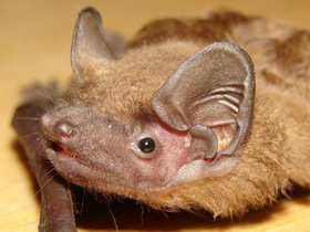 Смотреть фото Рыжая вечерница Фото Рыжая вечерница