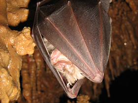 Смотреть фото Большой подковонос Фото Большой подковонос