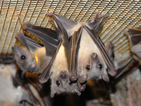 Смотреть фото Нильский крылан Фото Нильский крылан