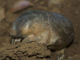 Смотреть фото Amblysomus robustus Фото Amblysomus robustus