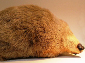 Смотреть фото Исполинский златокрот Фото Исполинский златокрот