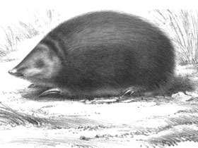 Смотреть фото Грубошёрстный златокрот Фото Грубошёрстный златокрот