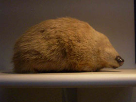 Смотреть фото Златокрот Винтона Фото Златокрот Винтона