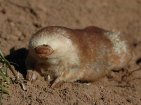 Смотреть фото Златокрот Юлианы Фото Златокрот Юлианы