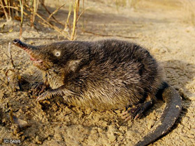 Смотреть фото Русская выхухоль Фото Русская выхухоль