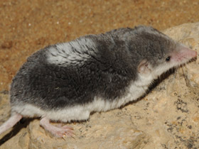 Фото Пегий путорак