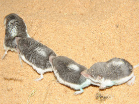 Фото Пегий путорак