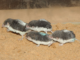 Фото Пегий путорак